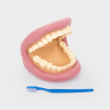 3083 tickit Giant Teeth Dental Demonstration Model