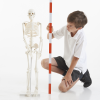 03064 tickit Half-Scale Skeleton