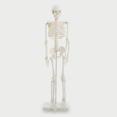 03064 tickit Half-Scale Skeleton