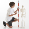 03064 tickit Half-Scale Skeleton