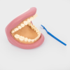 3083 tickit Giant Teeth Dental Demonstration Model