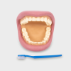 3083 tickit Giant Teeth Dental Demonstration Model