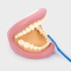 3083 tickit Giant Teeth Dental Demonstration Model