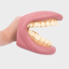 3083 tickit Giant Teeth Dental Demonstration Model