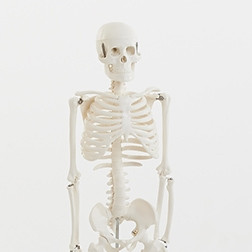 Half-Scale Skeleton - 850mm